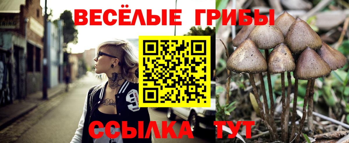 Псилоцибиновые грибы Psilocybe Мичуринск